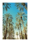 Εικόνα της Brookpace Lascelles - Art Print Beverly Hills Palms Με Ξύλινη Κορνίζα