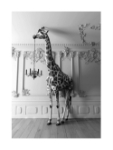 Εικόνα της Brookpace Lascelles - Art Print Giraffe In The Room Με Κορνίζα Black Box